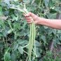 Chinese Green Long Cowpea Vegetable 40 Seeds