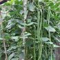 Chinese Green Long Cowpea Vegetable 40 Seeds