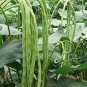 Chinese Green Long Cowpea Vegetable 40 Seeds