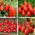Red Roma Cherry Tomato 40 Seeds
