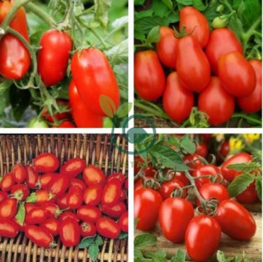 Red Roma Cherry Tomato 40 Seeds
