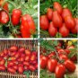Red Roma Cherry Tomato 40 Seeds