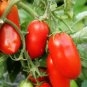 Red Roma Cherry Tomato 40 Seeds