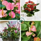 Anthurium Flower Mixed Light Purple Black Red Pink Flowers 100 Seeds