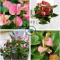 Anthurium Flower Mixed Light Purple Black Red Pink Flowers 100 Seeds