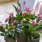 Anthurium Flower Mixed Light Purple Black Red Pink Flowers 100 Seeds