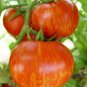 Heirloom Red Zebra Tomato with Golden Stripe Organic 200 Seeds