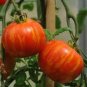 Heirloom Red Zebra Tomato with Golden Stripe Organic 200 Seeds