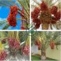 Date Palm Phoenix Dactylifera Tree 40 Seeds