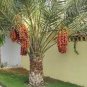 Date Palm Phoenix Dactylifera Tree 40 Seeds
