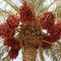 Date Palm Phoenix Dactylifera Tree 40 Seeds