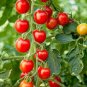 Dolce Vita Organic Cherry Tomato 200 Seeds