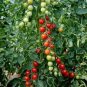Dolce Vita Organic Cherry Tomato 200 Seeds