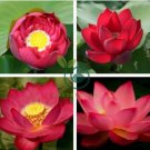 Nelumbo Nucifera Lotus ''Hong Yan'' Water Lily Flower 80 Seeds