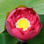 Nelumbo Nucifera Lotus ''Hong Yan'' Water Lily Flower 80 Seeds