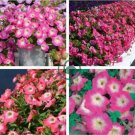 Imported Radiance Pink Morn Petunia 200 Seeds