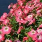 Imported Radiance Pink Morn Petunia 200 Seeds