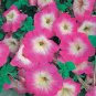 Imported Radiance Pink Morn Petunia 200 Seeds