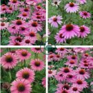 Deep Rose Red Echinacea Perennial Coneflower 400 Seeds