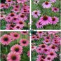 Deep Rose Red Echinacea Perennial Coneflower 400 Seeds