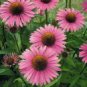 Deep Rose Red Echinacea Perennial Coneflower 400 Seeds
