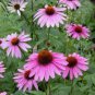 Deep Rose Red Echinacea Perennial Coneflower 400 Seeds