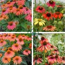 Cheyenne Spirit Orange Echinacea Perennial Coneflower 400 Seeds