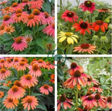 Cheyenne Spirit Orange Echinacea Perennial Coneflower 400 Seeds