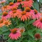 Cheyenne Spirit Orange Echinacea Perennial Coneflower 400 Seeds