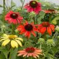 Cheyenne Spirit Orange Echinacea Perennial Coneflower 400 Seeds