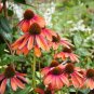 Cheyenne Spirit Orange Echinacea Perennial Coneflower 400 Seeds