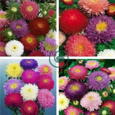 Mix China Aster Callistephus Flower 100 Seeds
