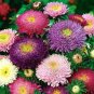 Mix China Aster Callistephus Flower 100 Seeds