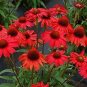 Heirloom Red Ruby Echinacea Perennial Coneflower 400 Seeds