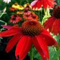 Heirloom Red Ruby Echinacea Perennial Coneflower 400 Seeds