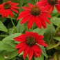 Heirloom Red Ruby Echinacea Perennial Coneflower 400 Seeds