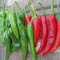 Rare Serrano Chili Pepper Heirloom 200 Seeds