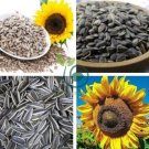 Edible Sunflower Seeds Polly 30 Seeds
