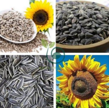 Edible Sunflower Seeds Polly 30 Seeds