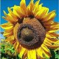 Edible Sunflower Seeds Polly 30 Seeds