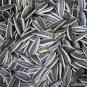 Edible Sunflower Seeds Polly 30 Seeds