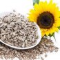 Edible Sunflower Seeds Polly 30 Seeds