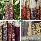 Red Glutinous Maize 200 Seeds