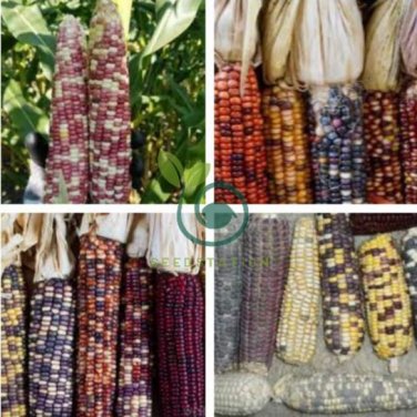 Red Glutinous Maize 200 Seeds