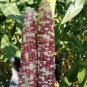 Red Glutinous Maize 200 Seeds