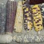 Red Glutinous Maize 200 Seeds