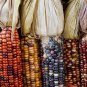 Red Glutinous Maize 200 Seeds
