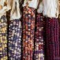 Red Glutinous Maize 200 Seeds