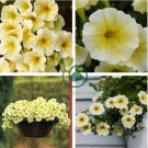 Genuine Heirloow Yellow Petunia Flower 400 Seeds