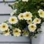 Genuine Heirloow Yellow Petunia Flower 400 Seeds